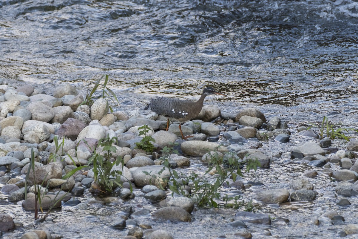 Sunbittern - ML624994659