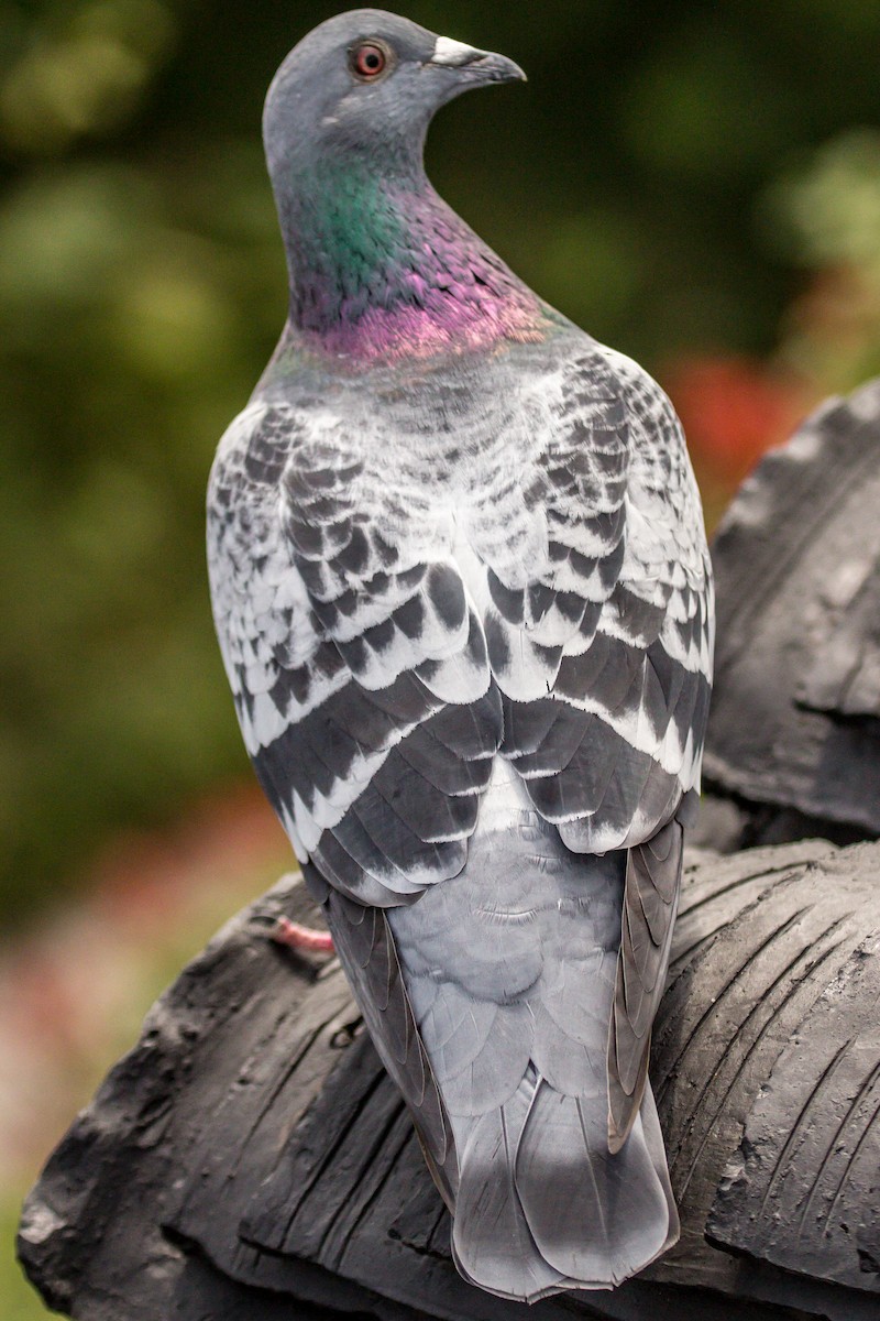 Rock Pigeon (Feral Pigeon) - ML624994772