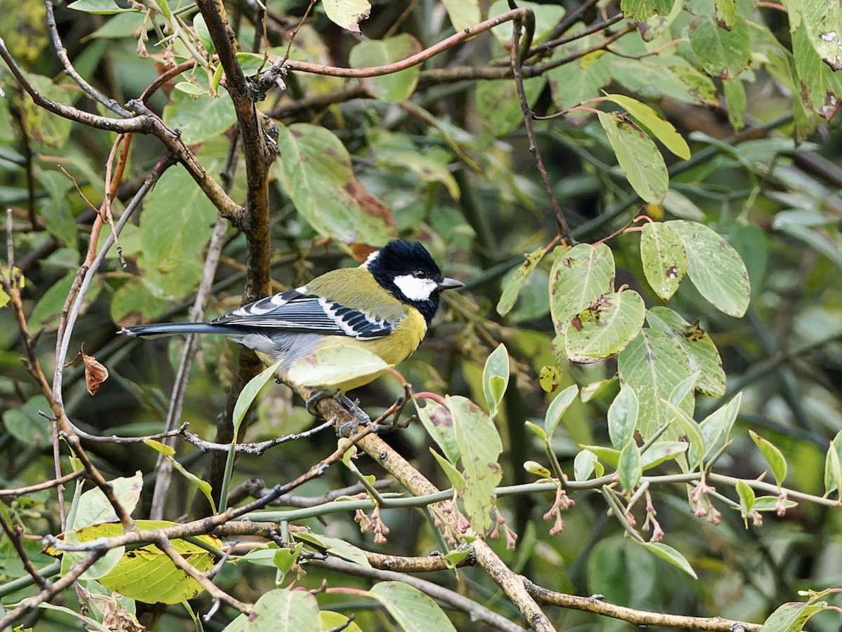 Carbonero Dorsiverde - ML624994832