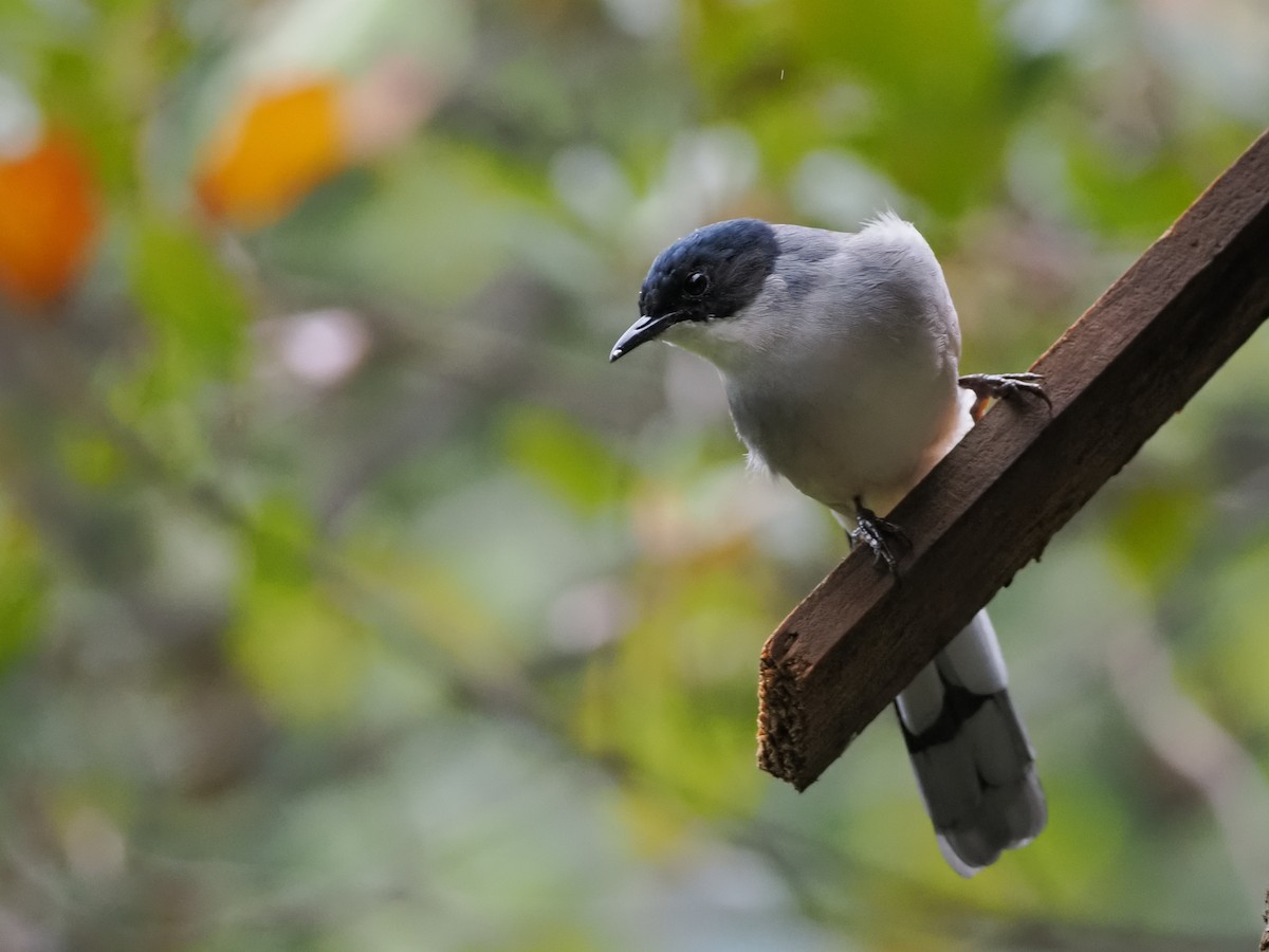 Black-headed Sibia - ML624994842