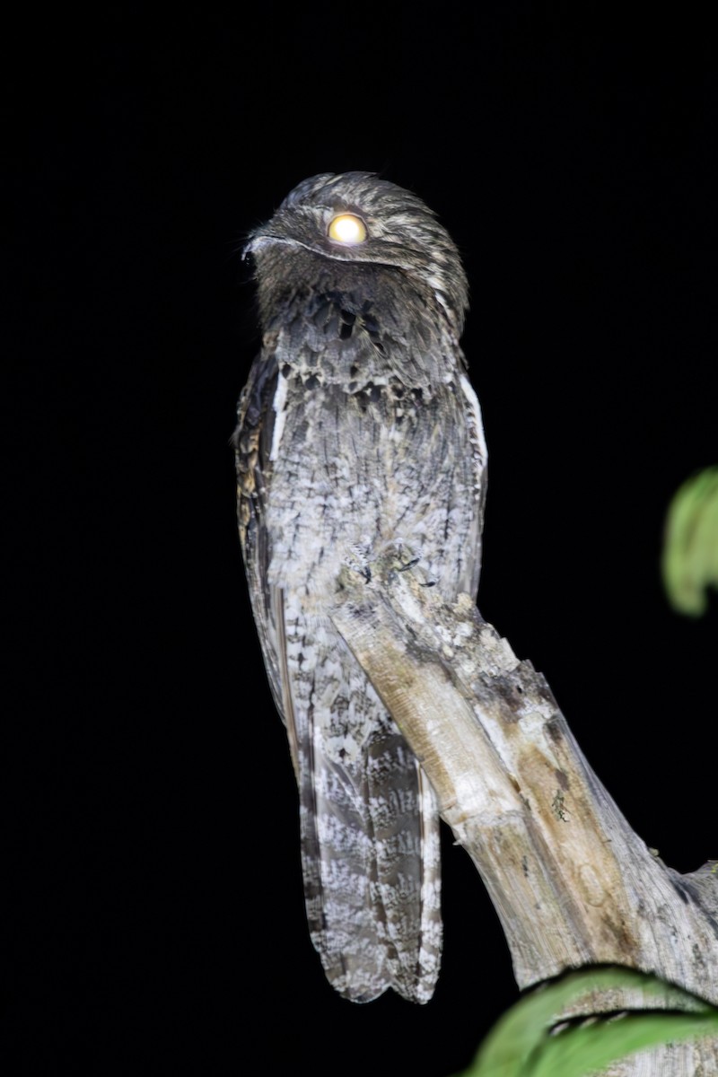 Common Potoo - ML624994857