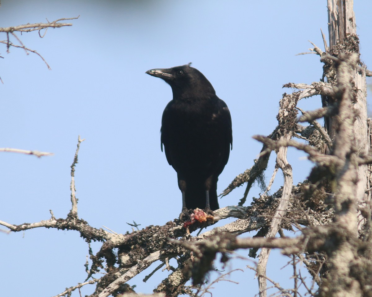 American Crow - ML624994878