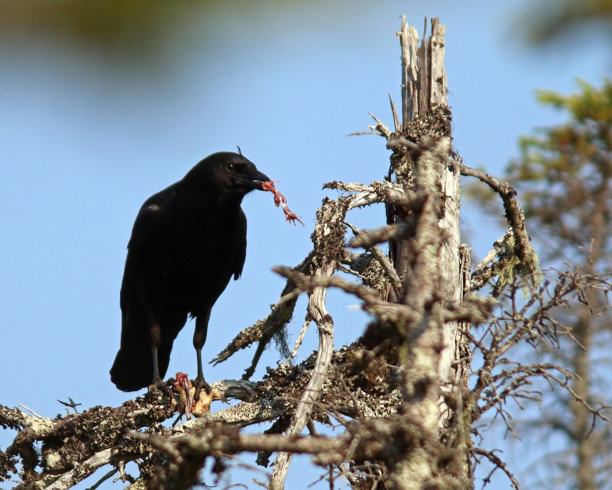 American Crow - ML624994879