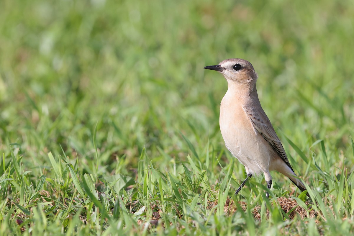 Isabelline Wheatear - ML624994919