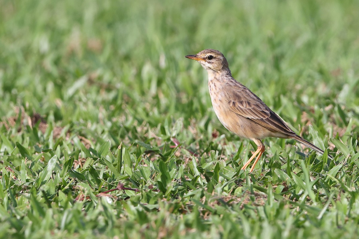 Paddyfield Pipit - ML624994926