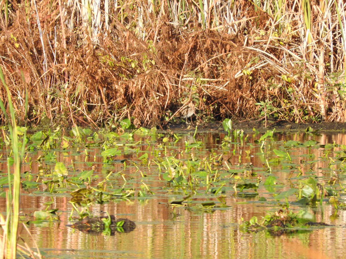 Wilson's Snipe - ML624994933