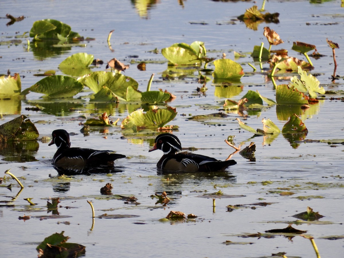 Wood Duck - ML624994936