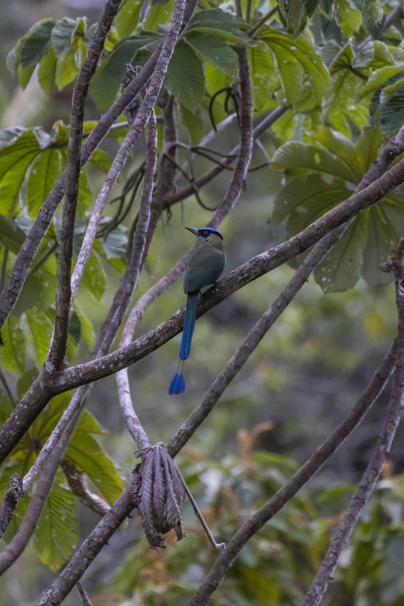 Andean Motmot - ML624994937