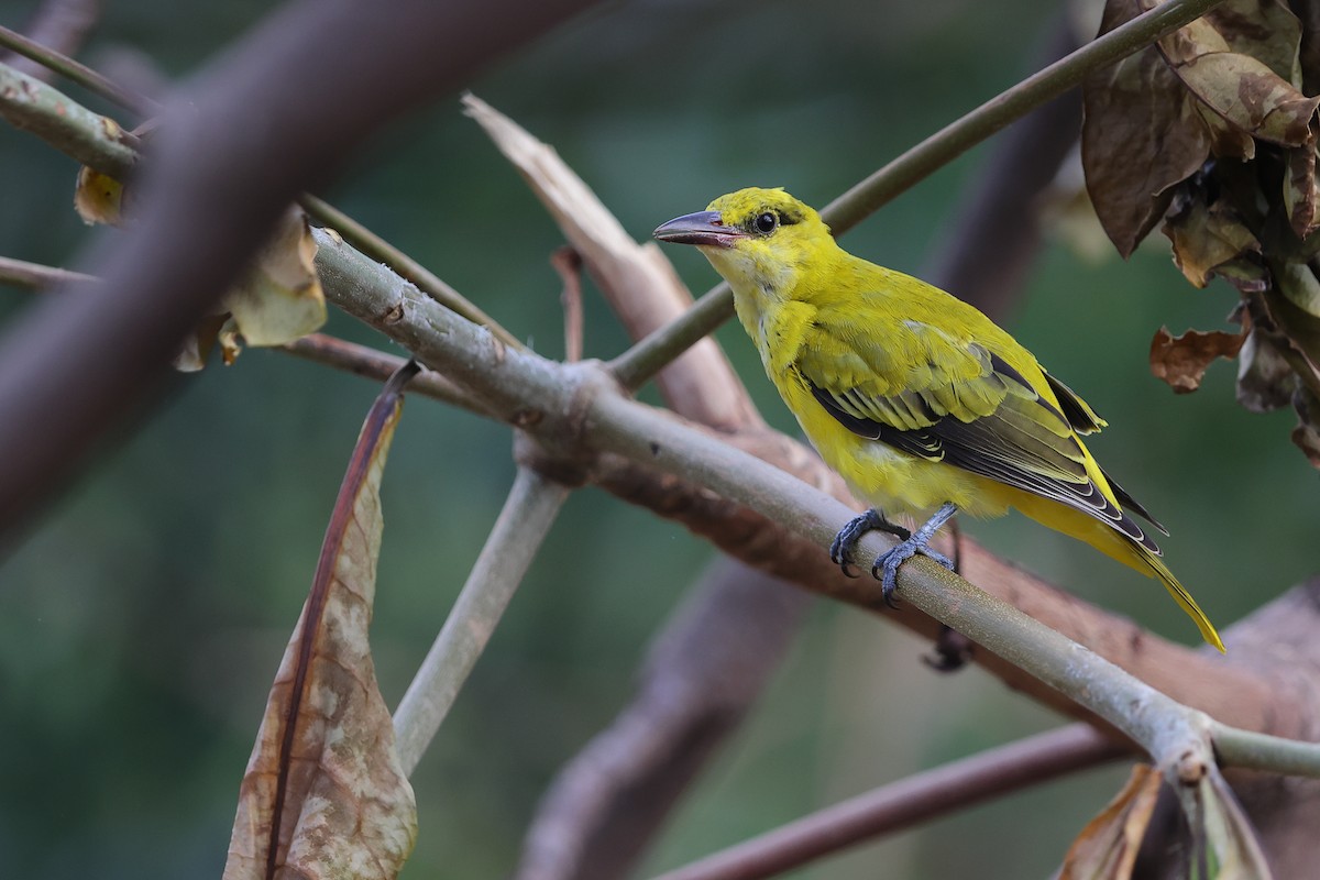 Black-naped Oriole - ML624994950