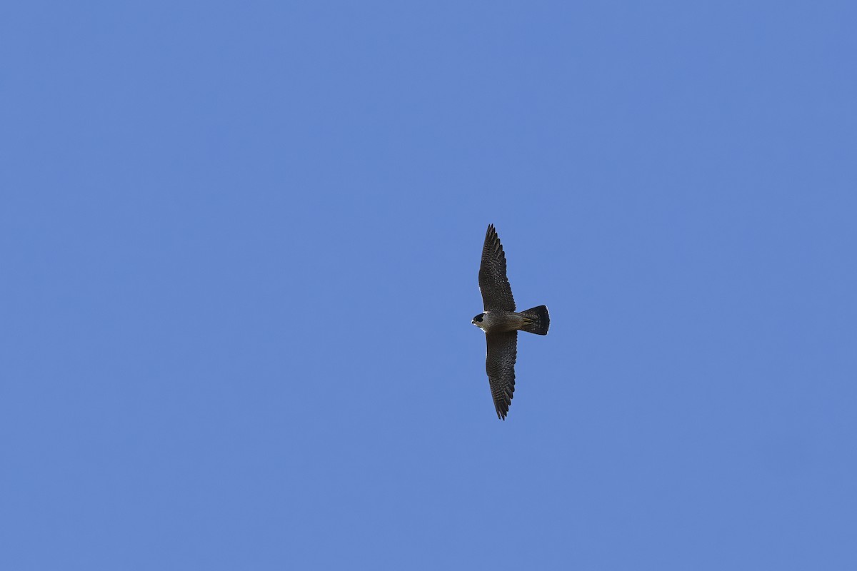 Peregrine Falcon (Shaheen) - ML624995012