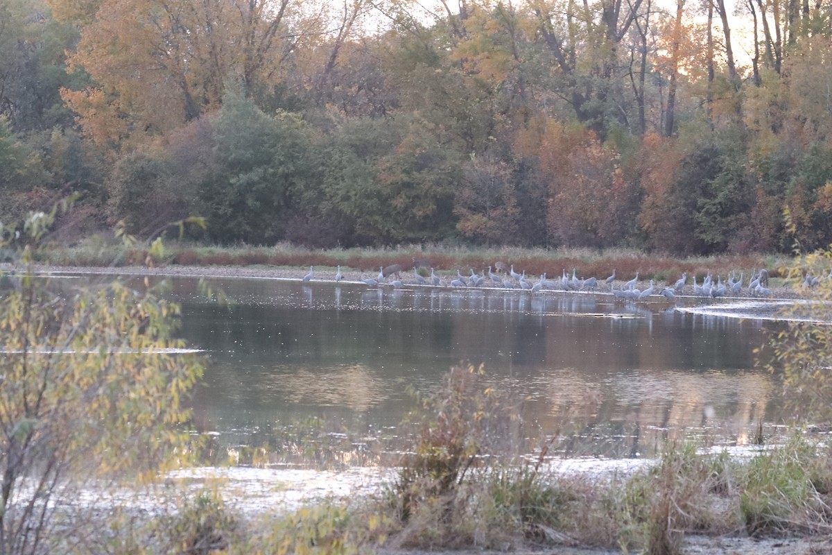 Sandhill Crane - ML624995106