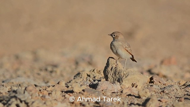 Bar-tailed Lark - ML624995283