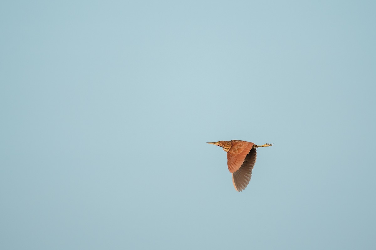 Cinnamon Bittern - ML624995477