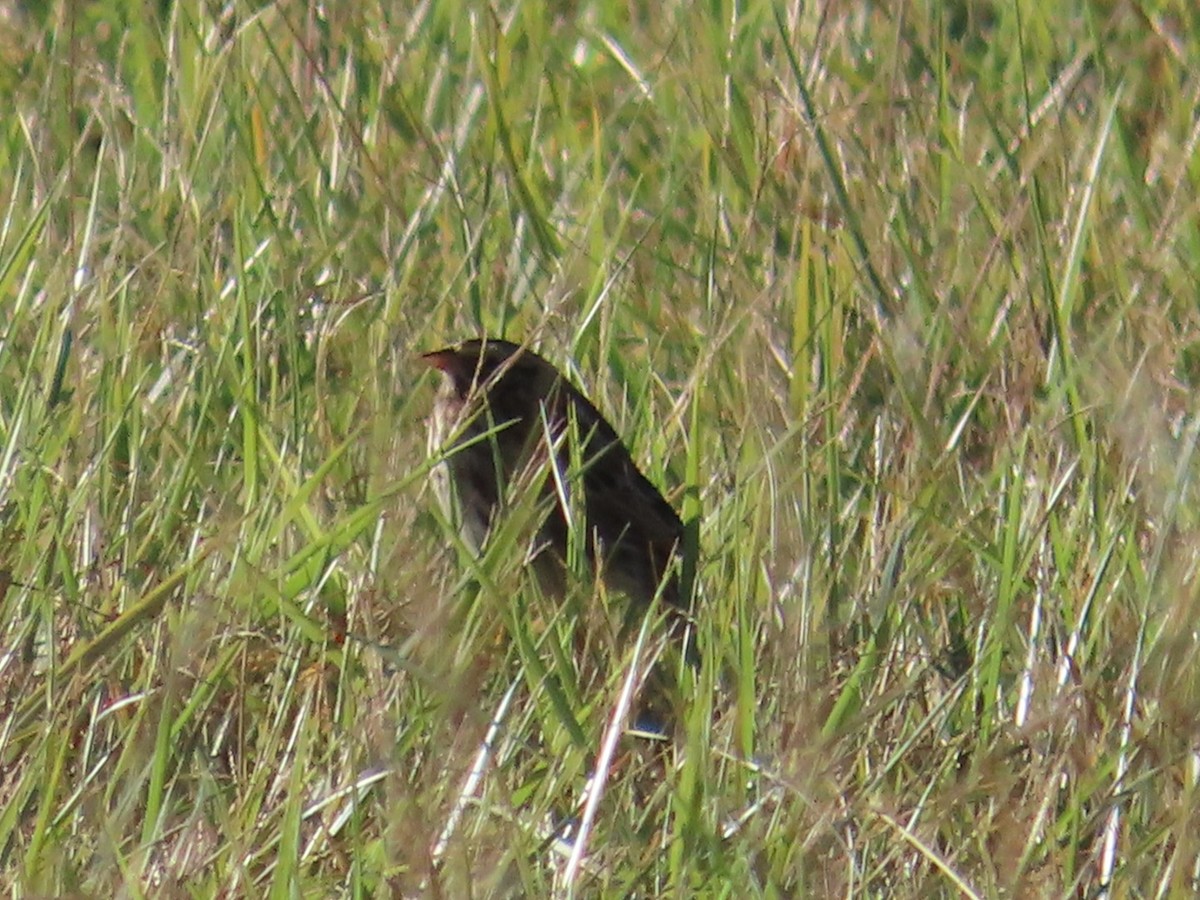 Savannah Sparrow - ML624995508