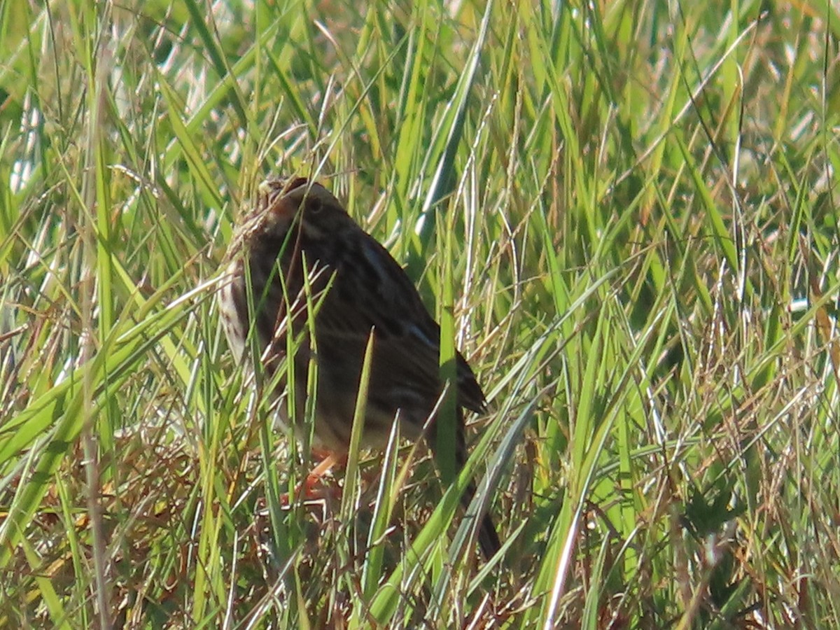 Savannah Sparrow - ML624995509