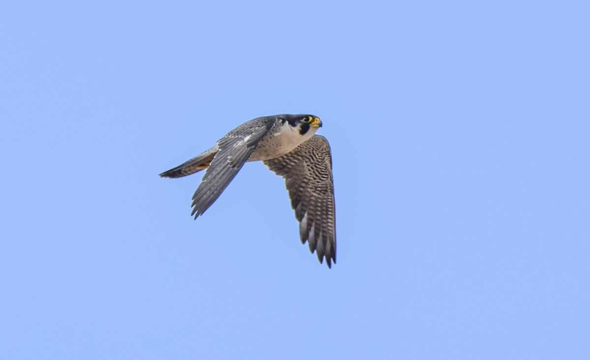 Peregrine Falcon (Tundra) - Miguel Ángel Mora Quintana