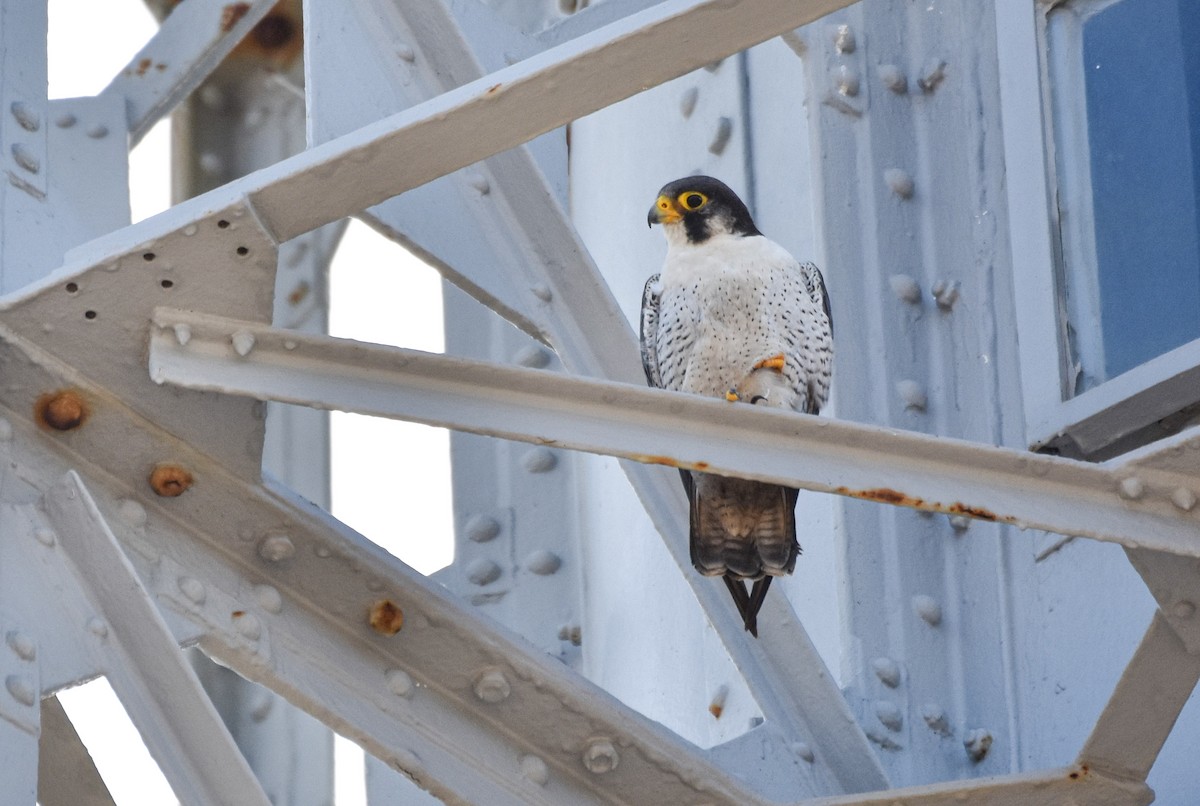 Peregrine Falcon (Tundra) - Miguel Ángel Mora Quintana