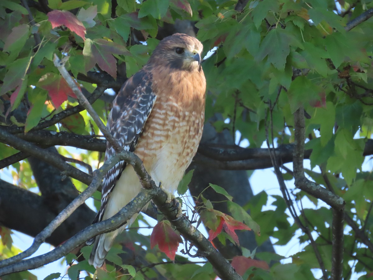 Red-shouldered Hawk - ML624995582