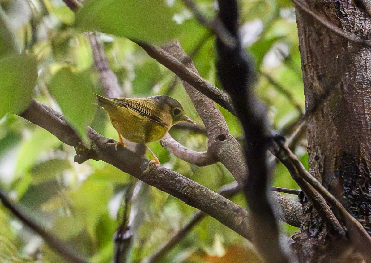 Alström's Warbler - ML624995739