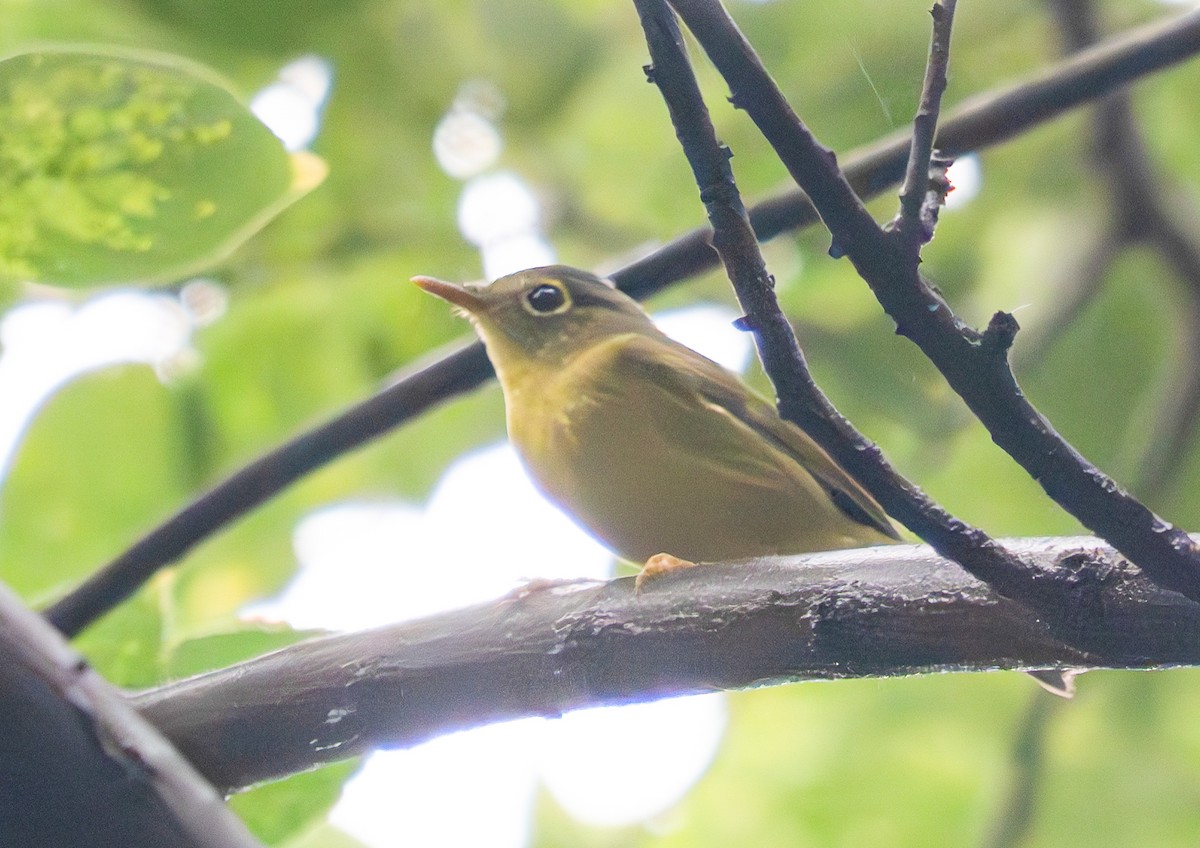 Alström's Warbler - ML624995744