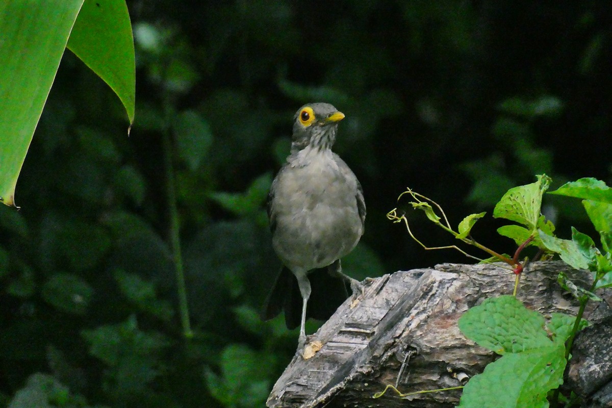 Spectacled Thrush - ML624995808