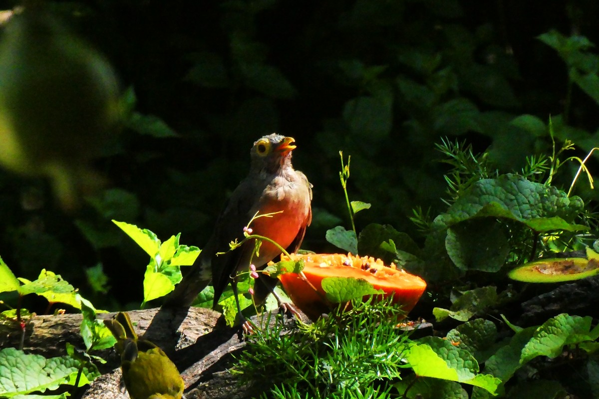 Spectacled Thrush - ML624995810