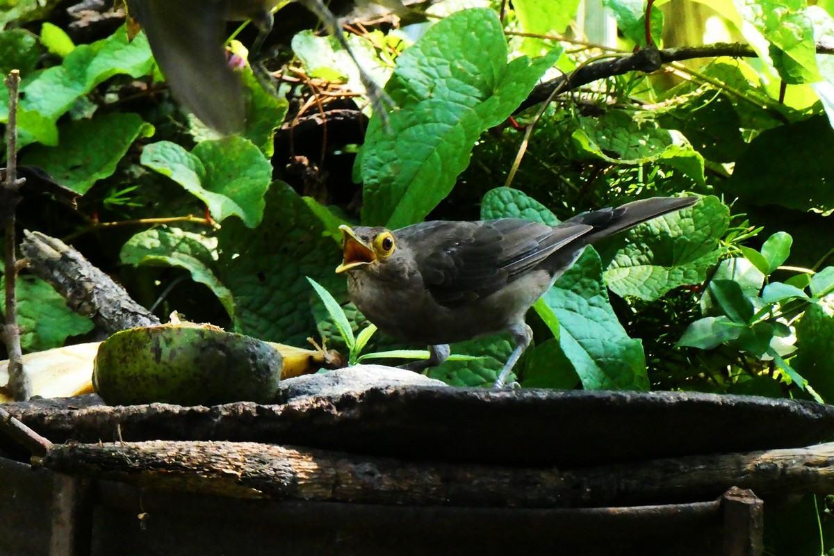 Spectacled Thrush - ML624995813