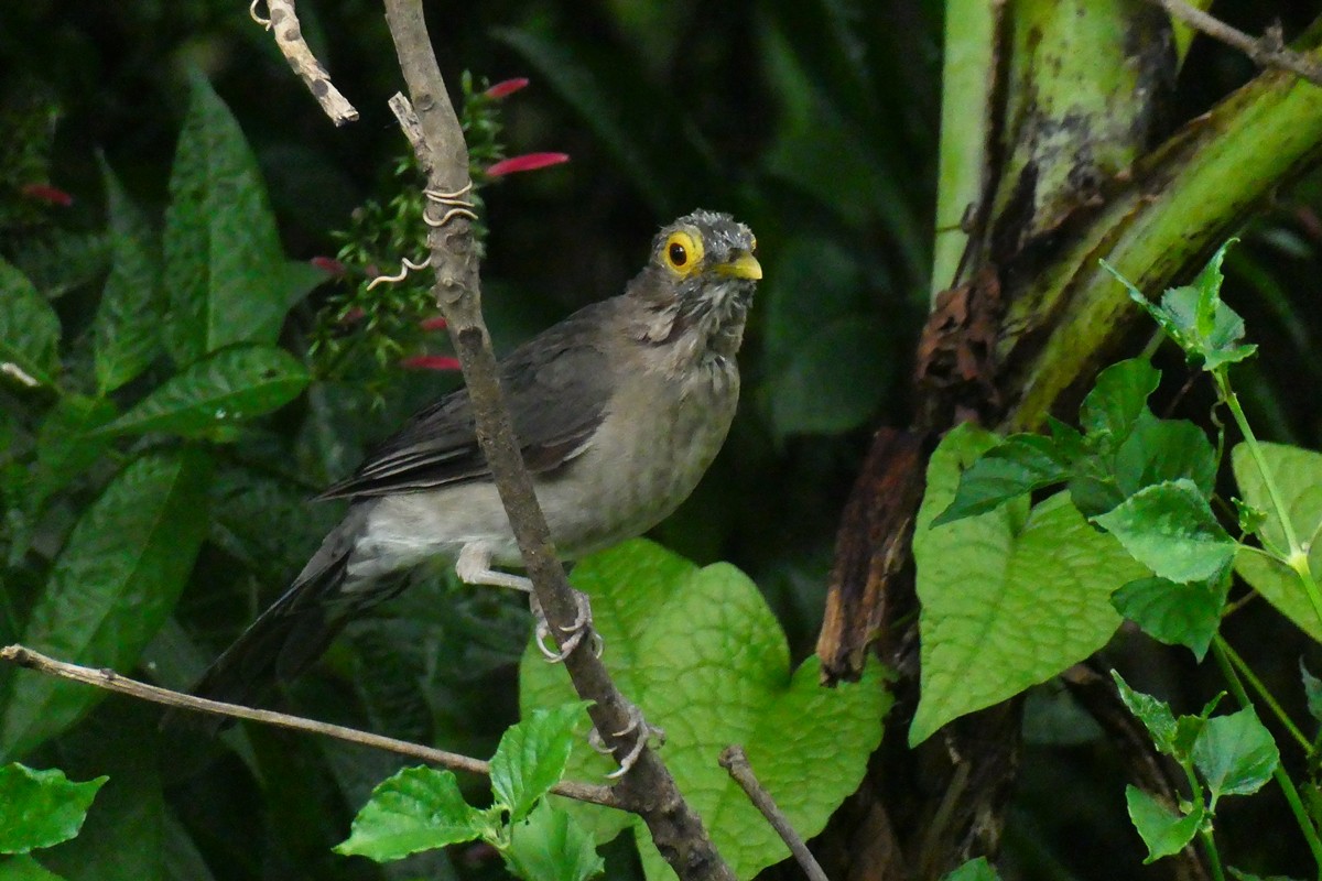 Spectacled Thrush - ML624995814