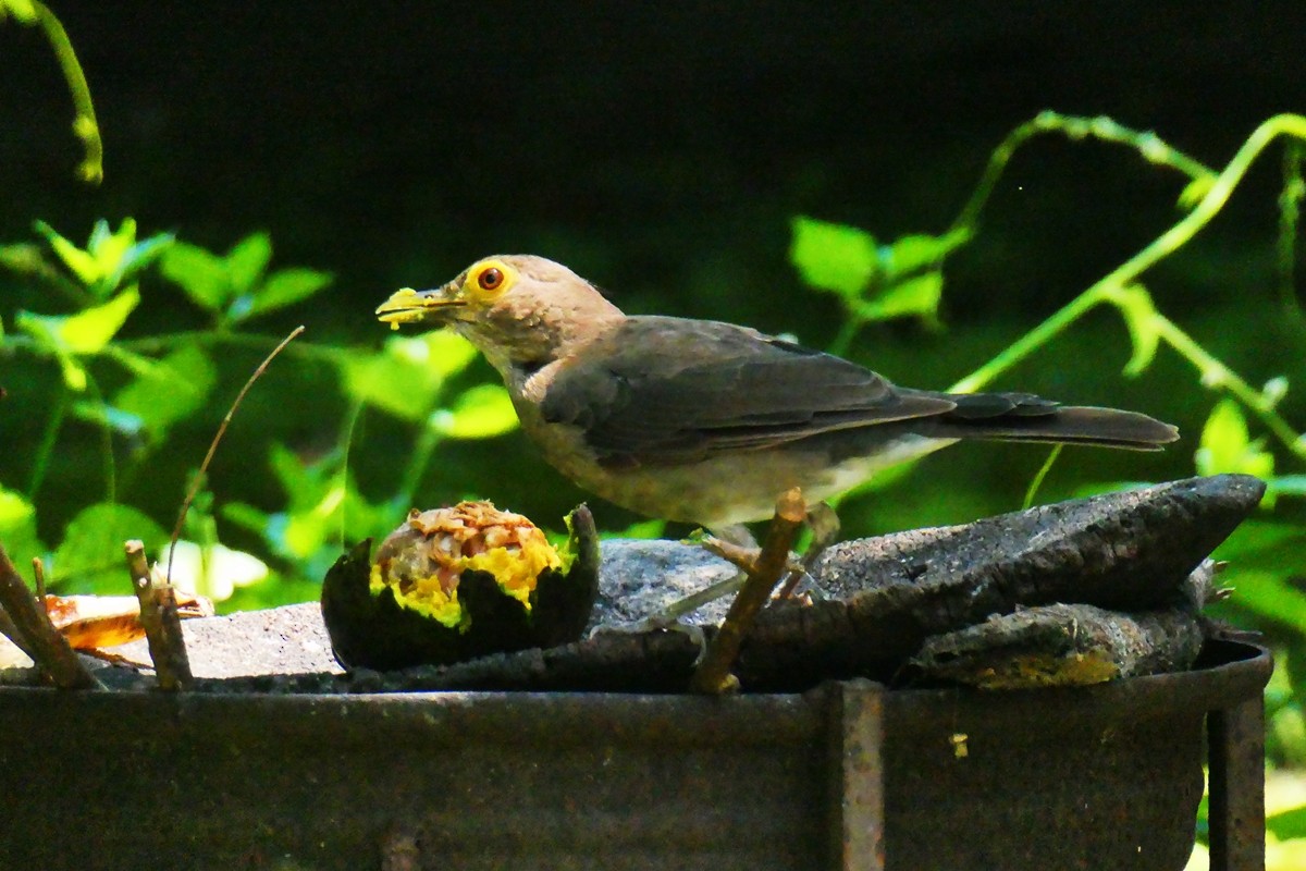 Spectacled Thrush - ML624995815