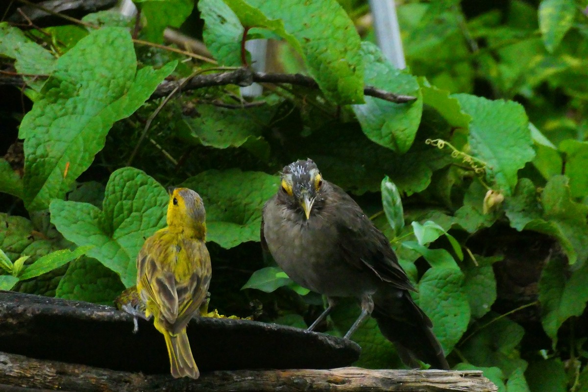 Spectacled Thrush - ML624995816