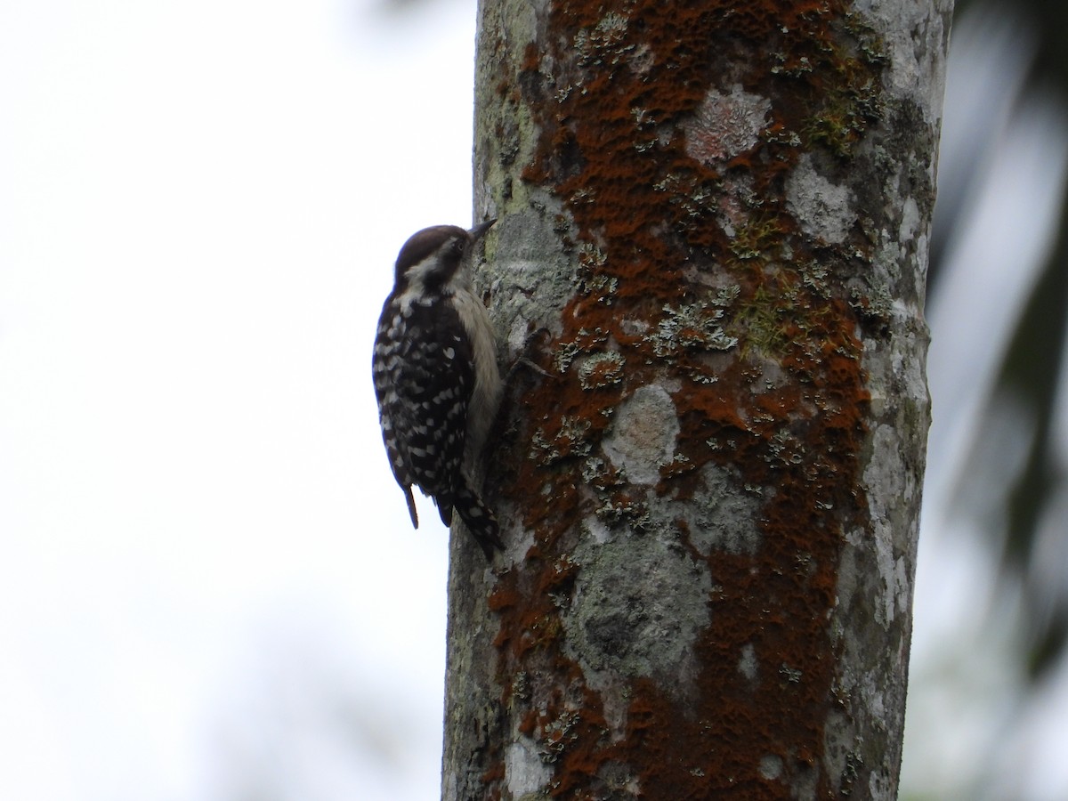 Brown-capped Pygmy Woodpecker - ML624995836