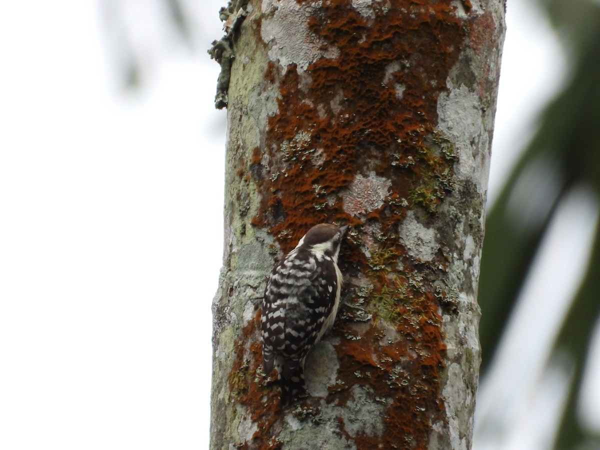 Brown-capped Pygmy Woodpecker - ML624995837