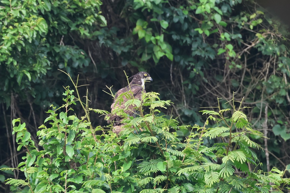 Oriental Honey-buzzard (Sunda) - ML624995851