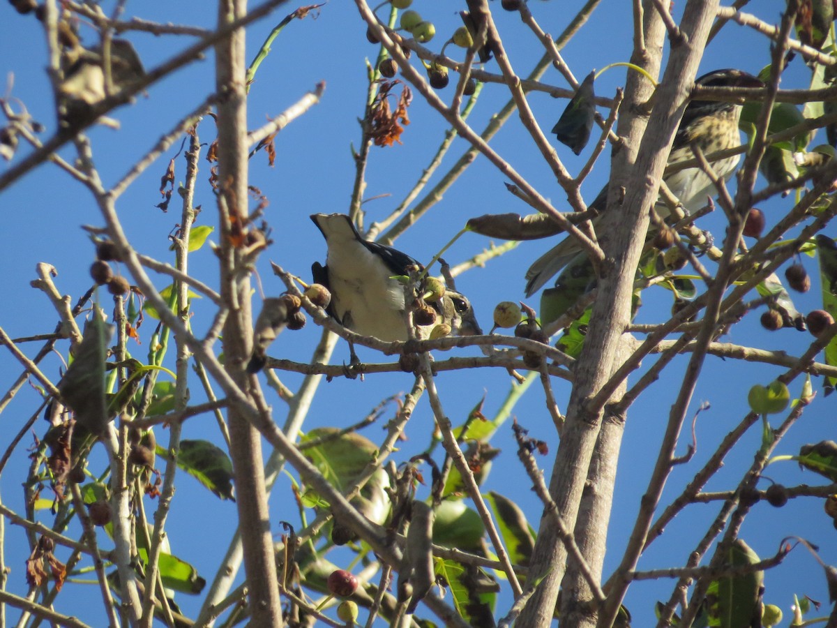 Rose-breasted Grosbeak - ML624995981