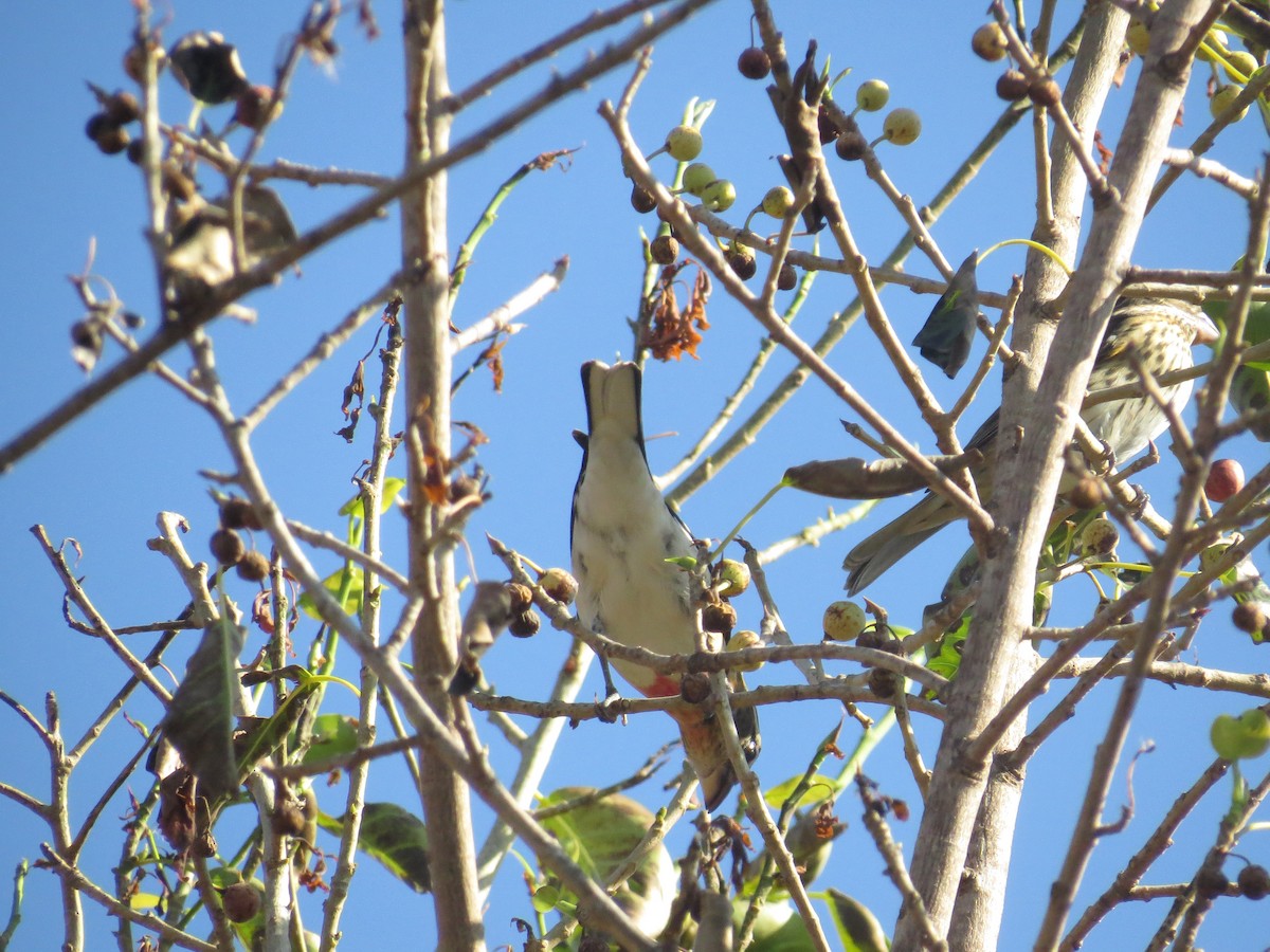 Rose-breasted Grosbeak - ML624995982