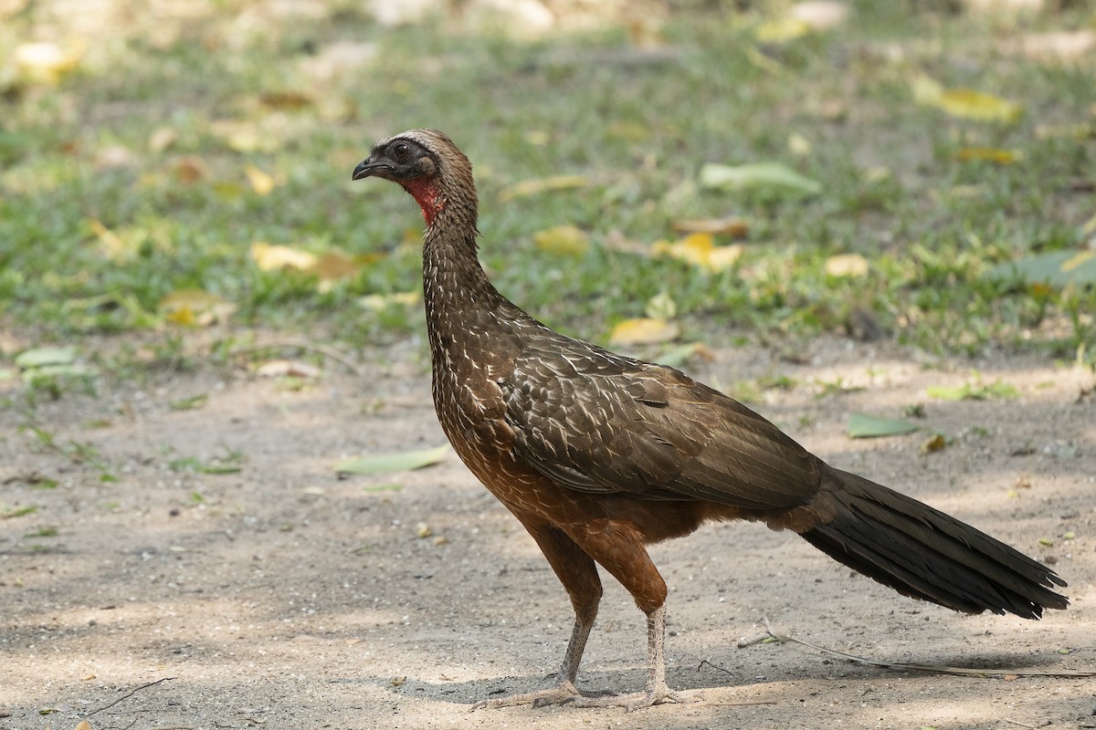 Chestnut-bellied Guan - ML624996137