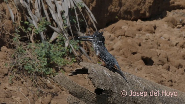 Giant Kingfisher - ML624996154