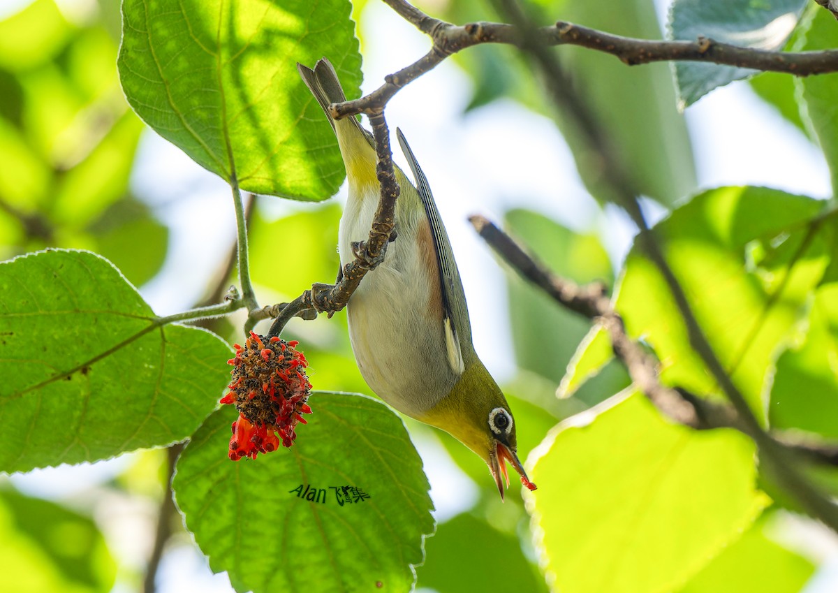 Chestnut-flanked White-eye - ML624996187