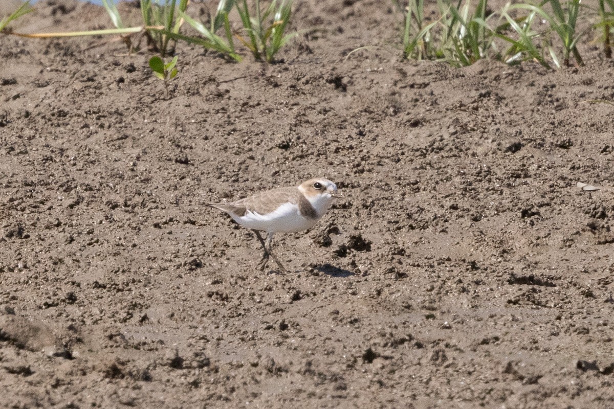 Seeregenpfeifer (alexandrinus/nihonensis) - ML624996194