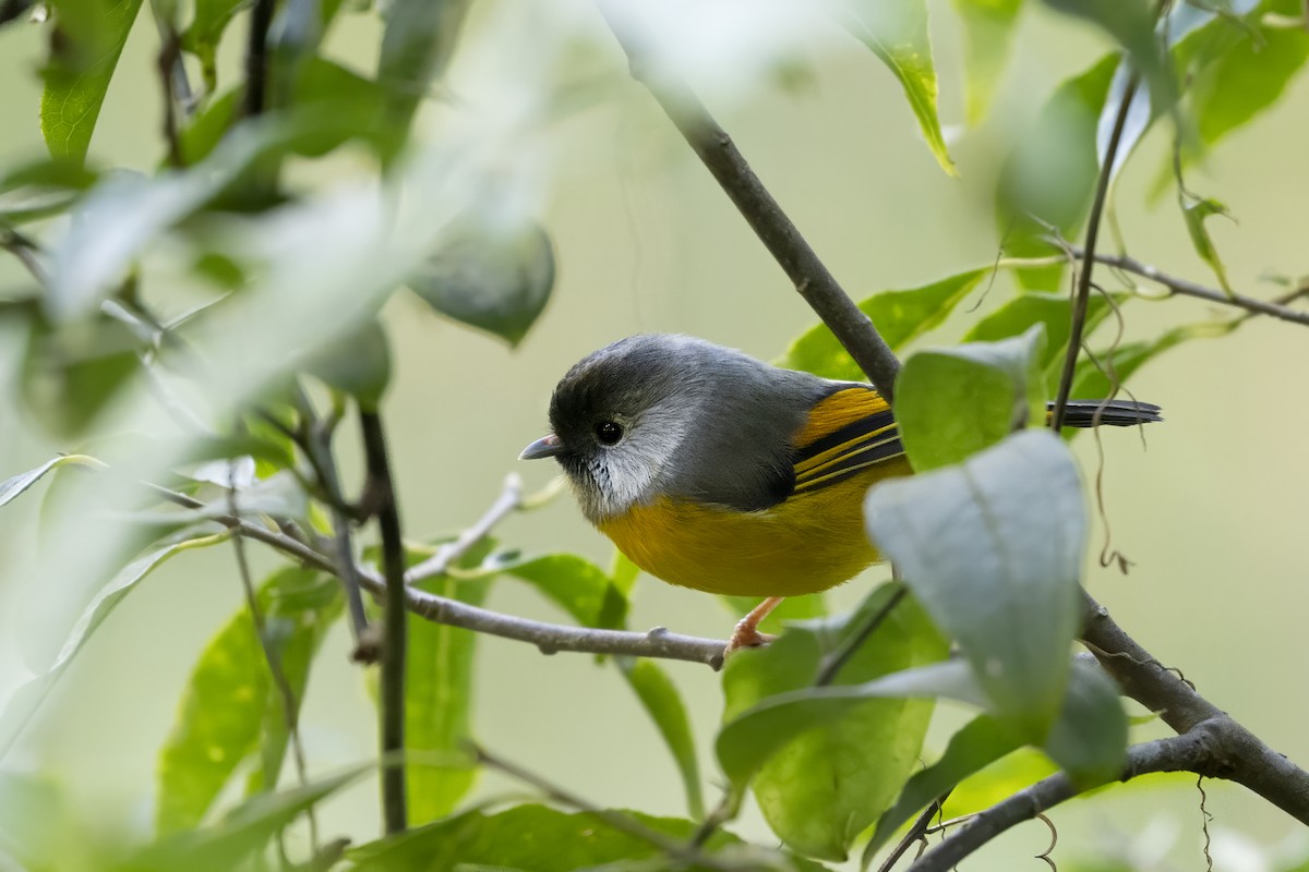 Golden-breasted Fulvetta - ML624996403