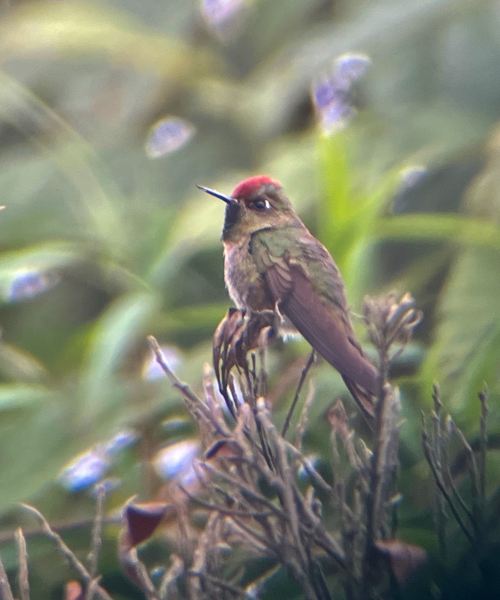 Rufous-capped Thornbill - Nancy Henke