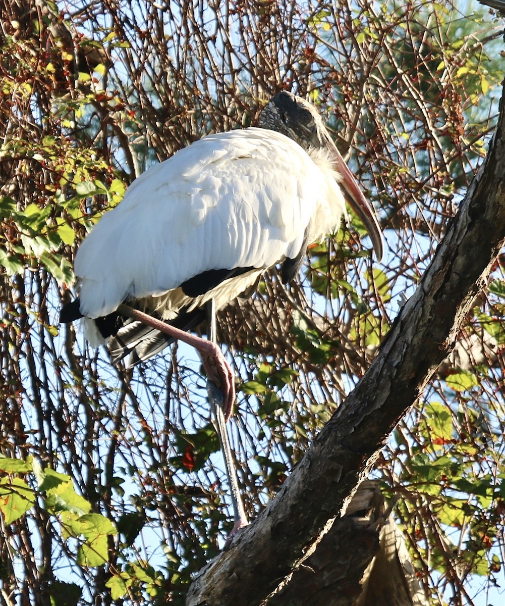 Wood Stork - ML624996673