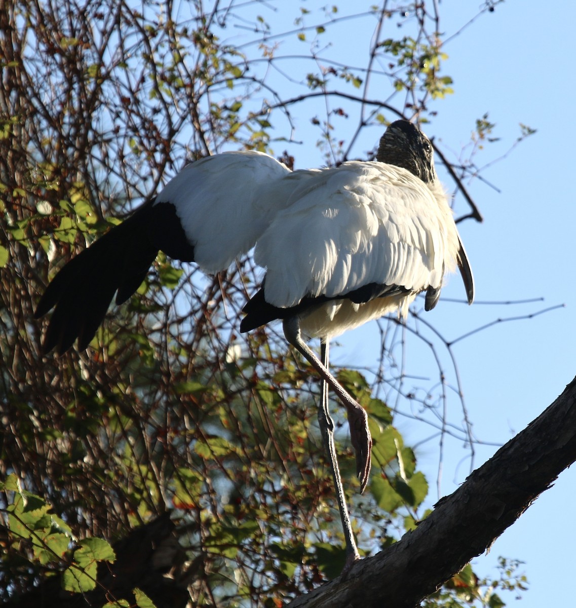 Wood Stork - ML624996674