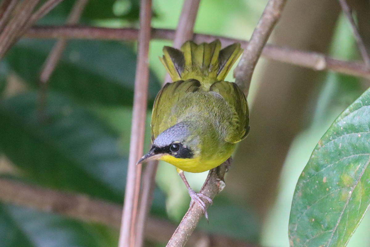 Southern Yellowthroat - ML624996759