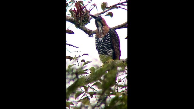 アカエリクマタカ - ML624996827