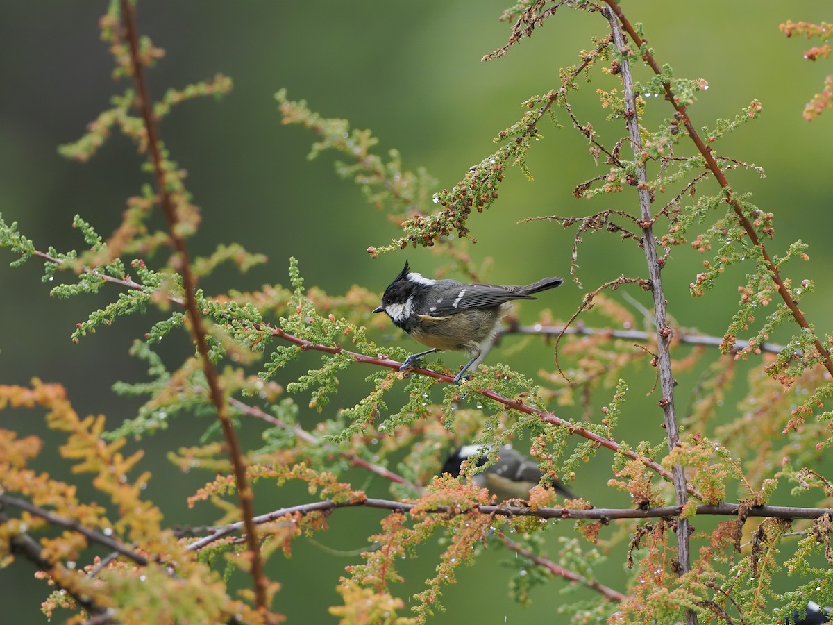 Rufous-vented Tit - ML624996846