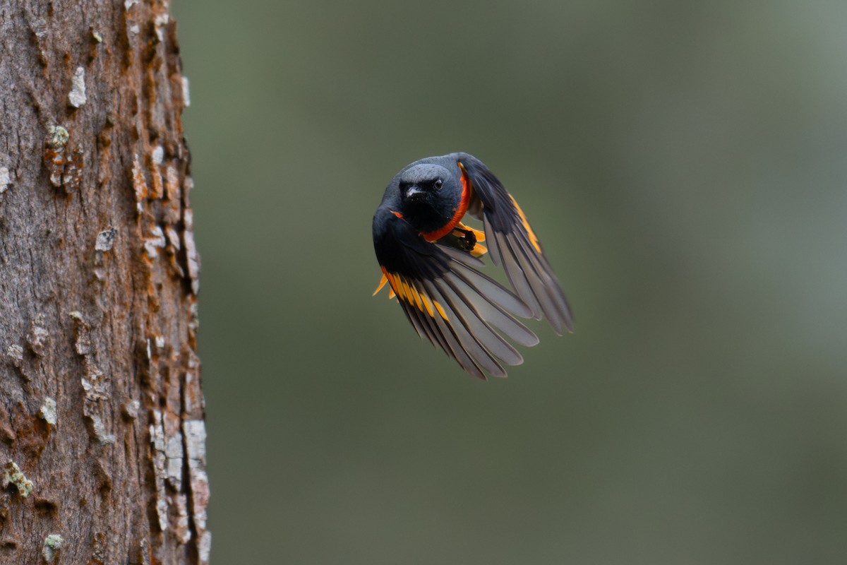 Small Minivet - ML624996963