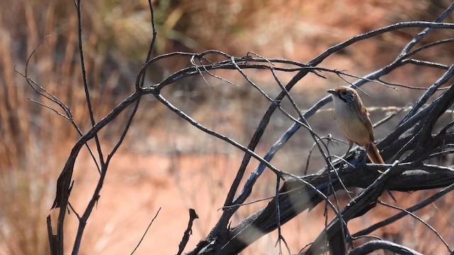 Sandhill Grasswren - ML624996988