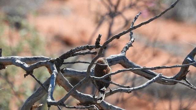 Sandhill Grasswren - ML624996993