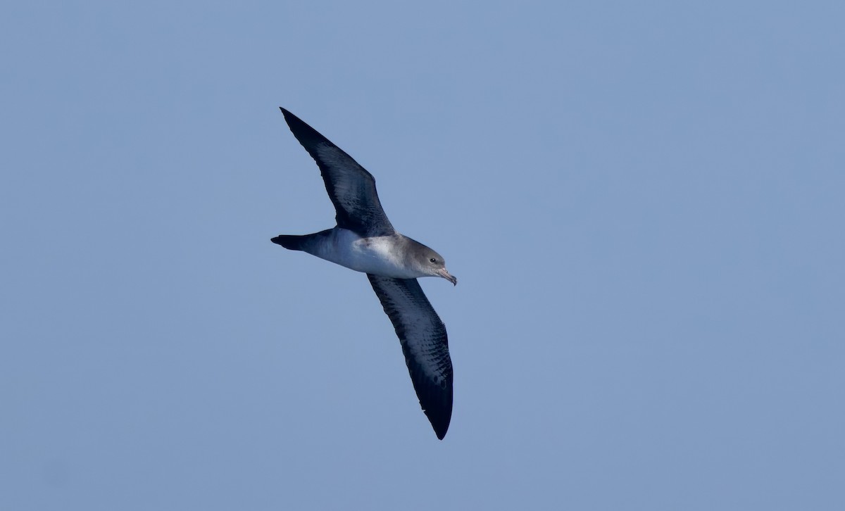 Pink-footed Shearwater - ML624997186